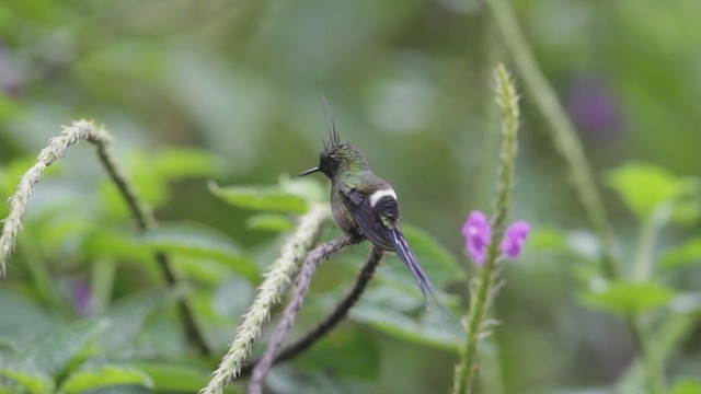 Wire-crested Thorntail - ML193078221