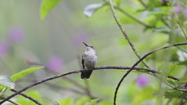 Fork-tailed Woodnymph - ML193079321