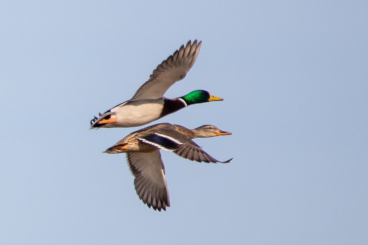 Mallard - ML193079541