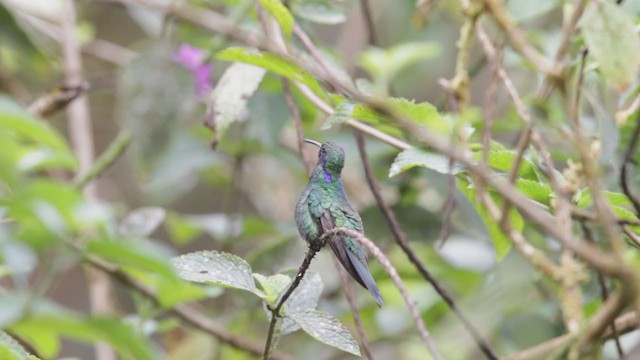 Colibrí Rutilante - ML193079771