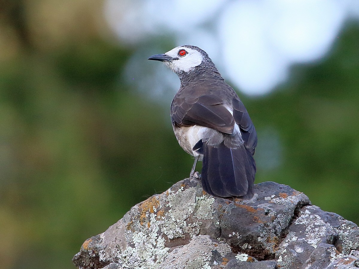 White-rumped Babbler - Attila Steiner