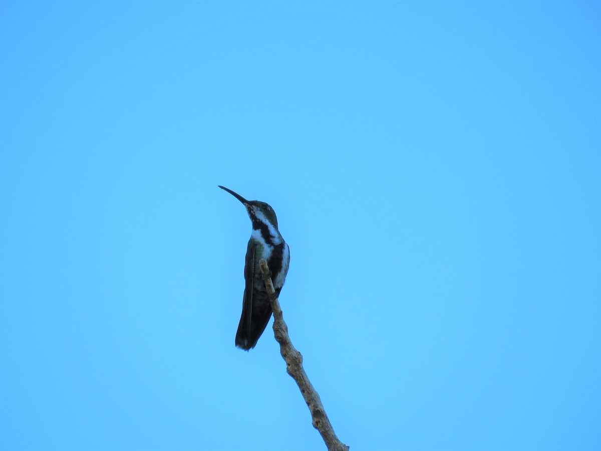 Green-breasted Mango - Mario Reyes Jr