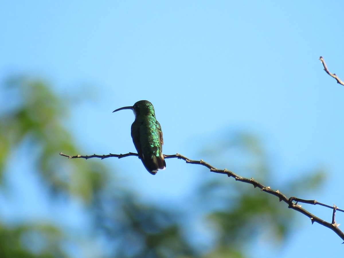 Green-breasted Mango - ML193080861