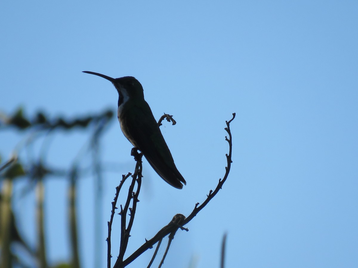 Green-breasted Mango - ML193080881