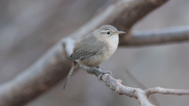 Troglodyte de Socorro - ML193081751