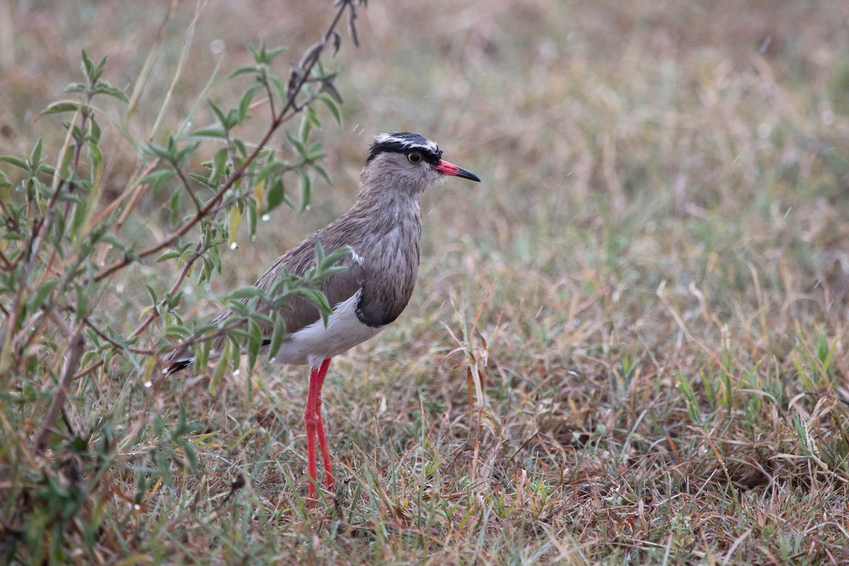 Crowned Lapwing - Laura Keene