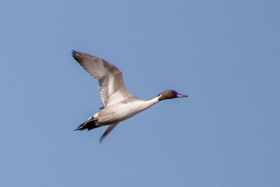 Northern Pintail - ML193082071