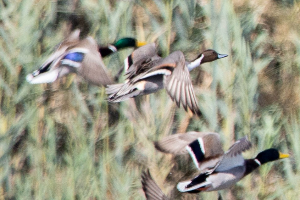 Northern Pintail - ML193082081