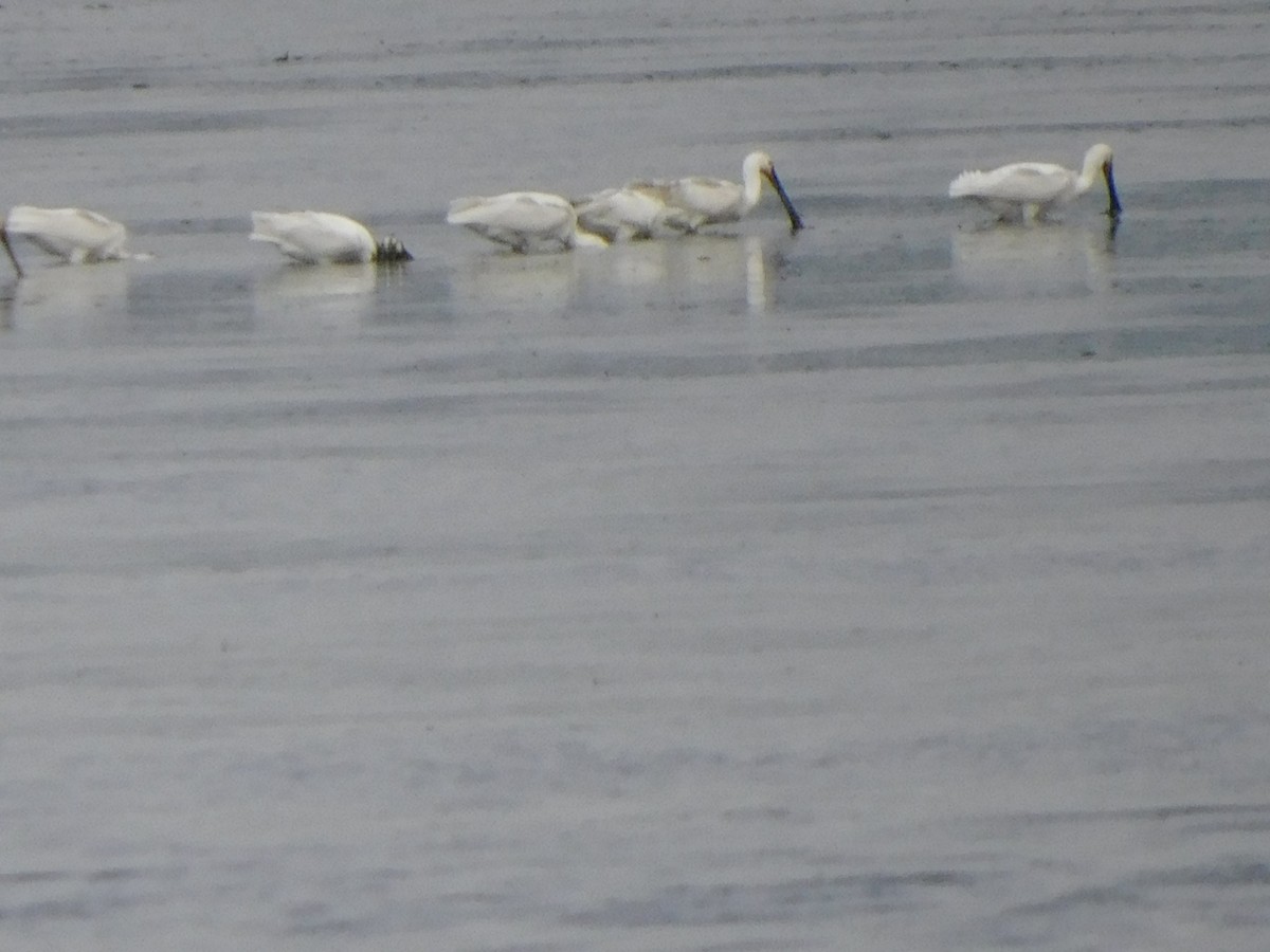 Eurasian Spoonbill - ML193082111