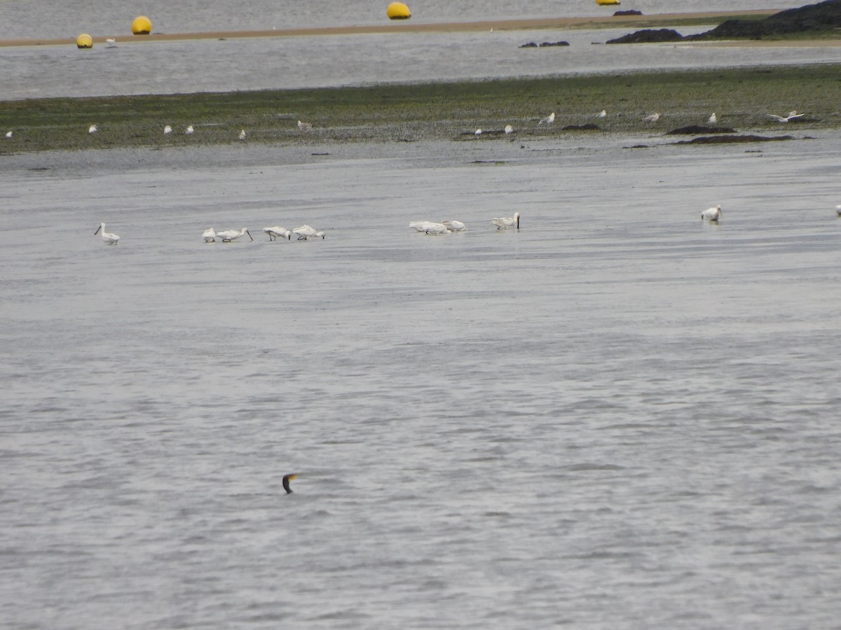 Eurasian Spoonbill - ML193082161