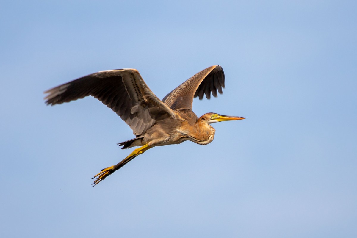 Purple Heron - Nikos Mavris