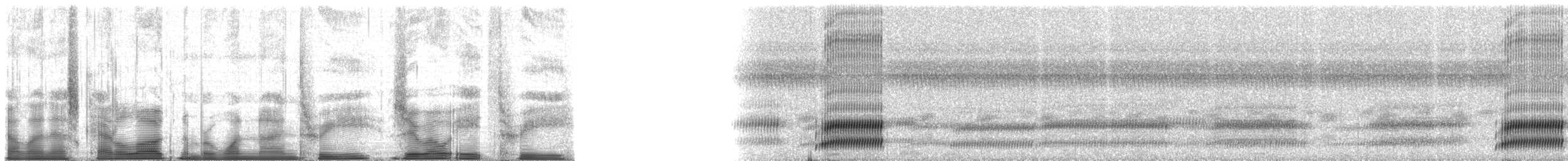 Cope's Gray Treefrog - ML193083