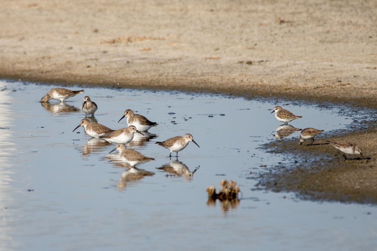 Little Stint - ML193083301