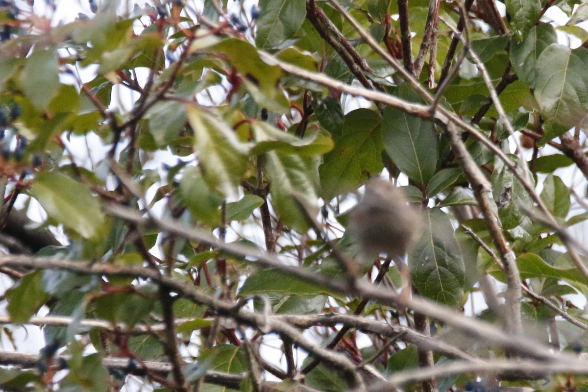 Dunnock - Tiago Guerreiro