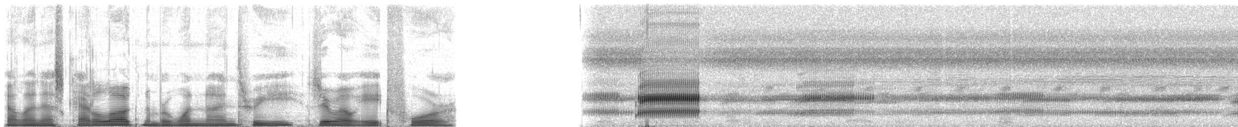 Cope's Gray Treefrog - ML193084