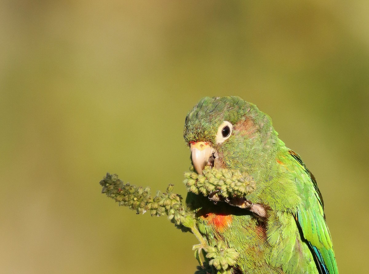 Santa Marta Parakeet - ML193084281