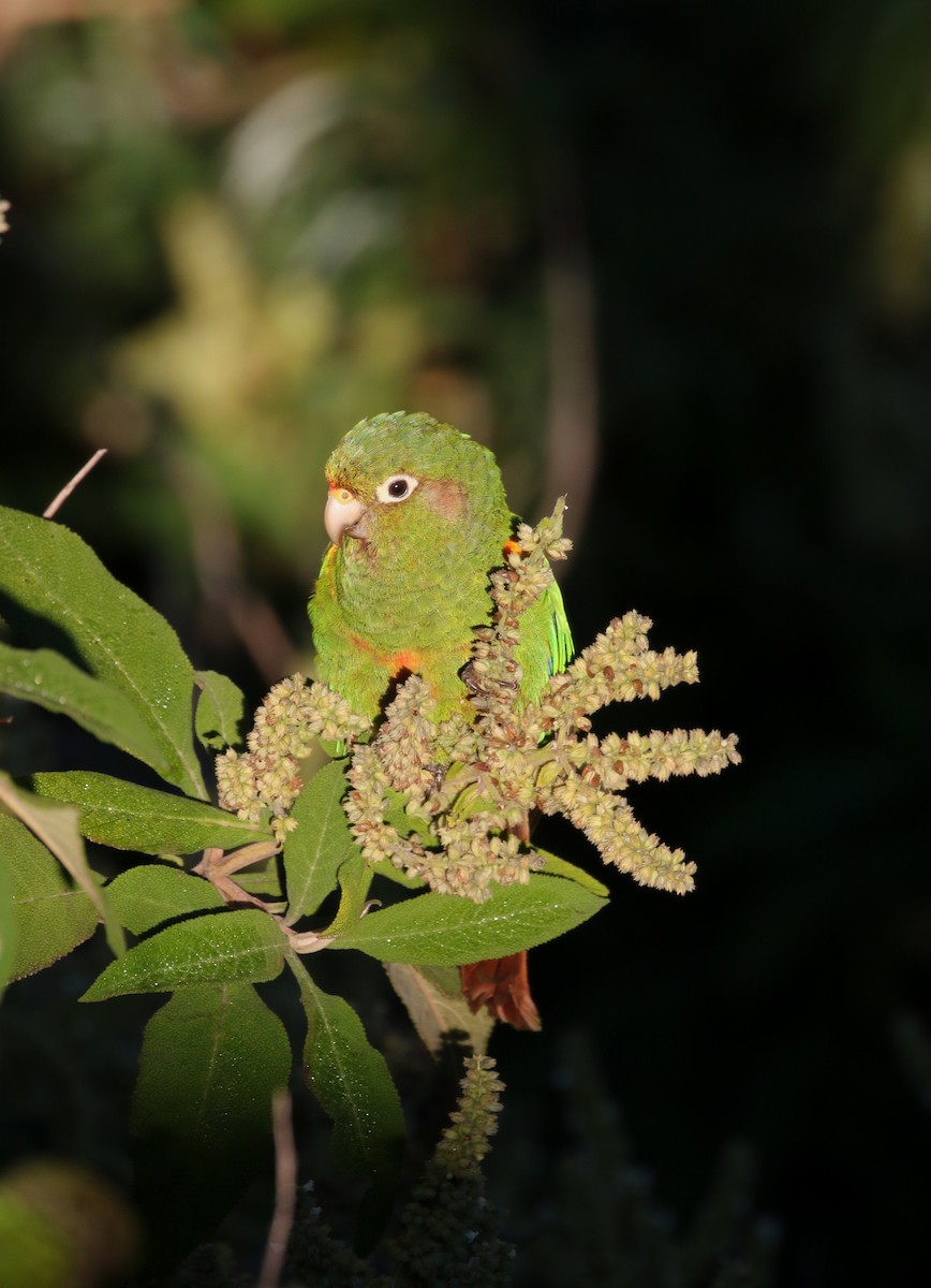 Conure de Santa Marta - ML193084341