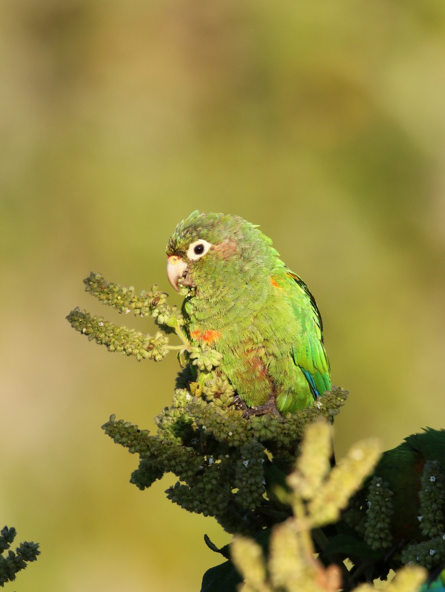 ミドリアカオウロコインコ - ML193084431