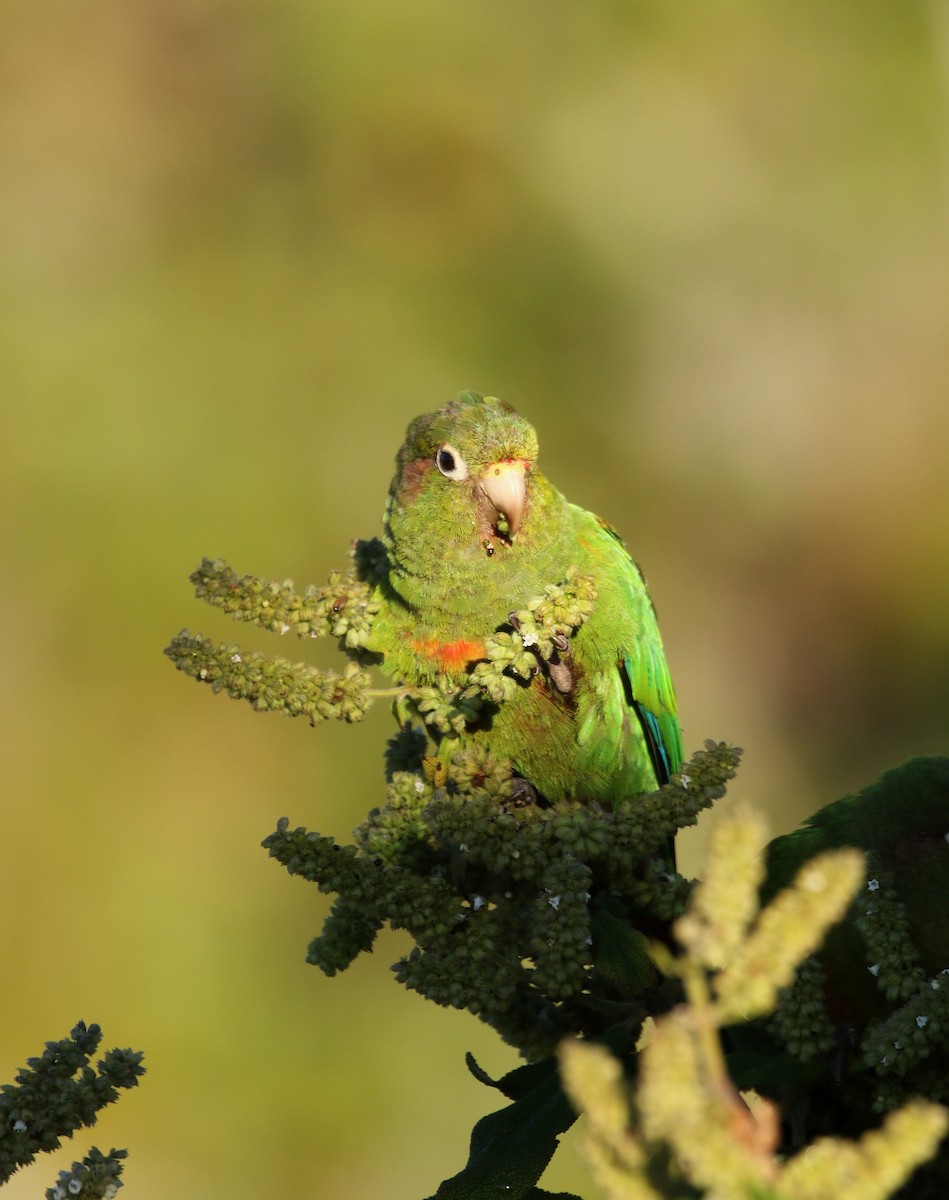 Conure de Santa Marta - ML193084561