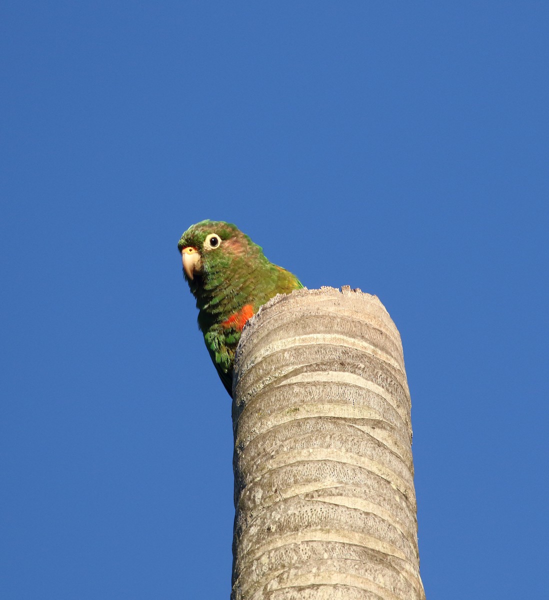 Santa Marta Parakeet - ML193084591