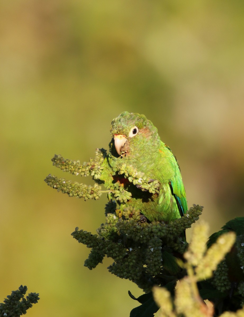 Santa Marta Parakeet - ML193084601