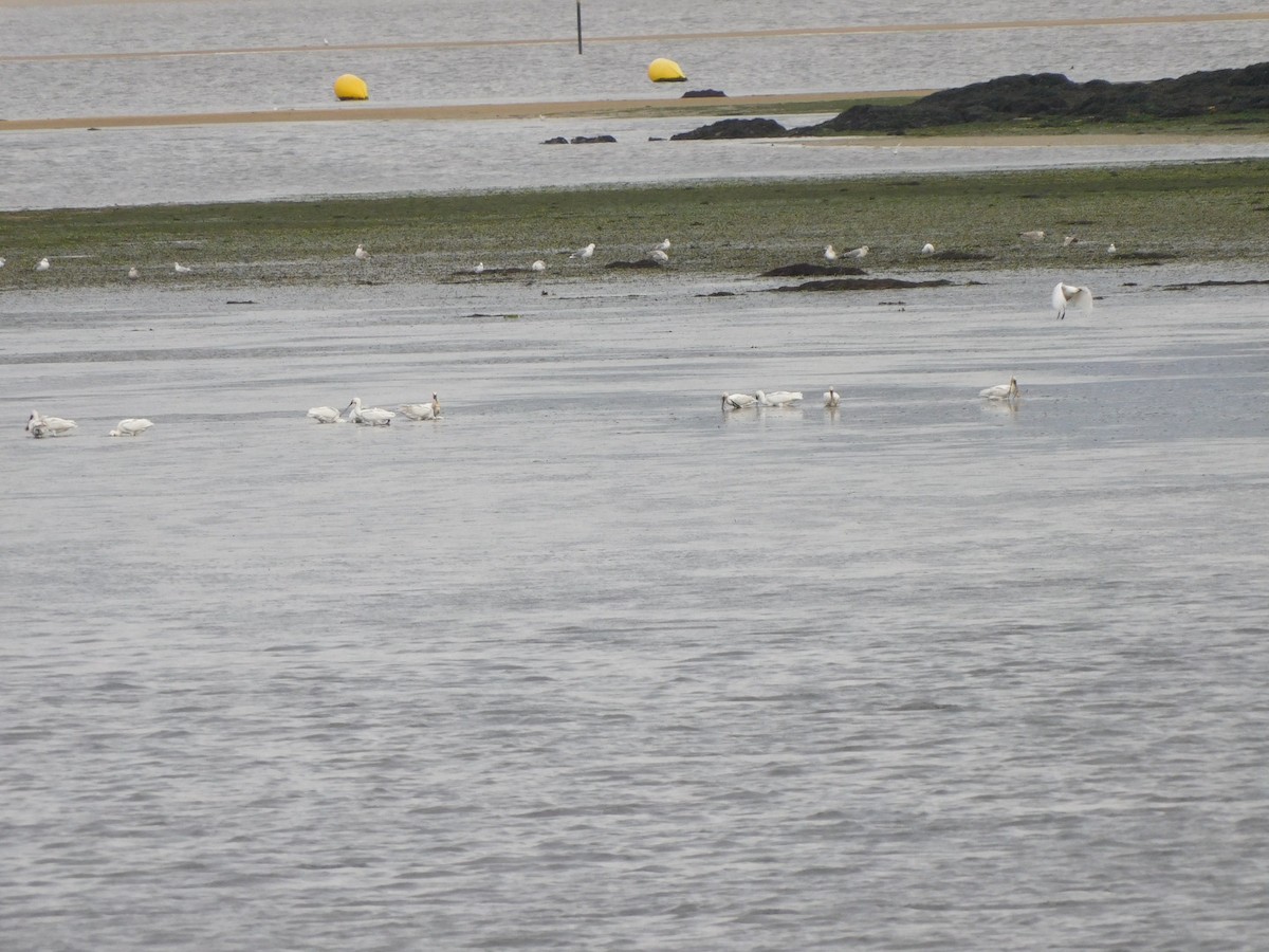 Eurasian Spoonbill - ML193085421
