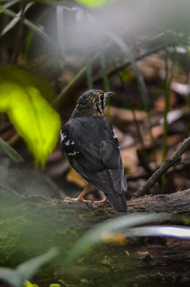 Ashy Thrush - Nikolaj Mølgaard Thomsen