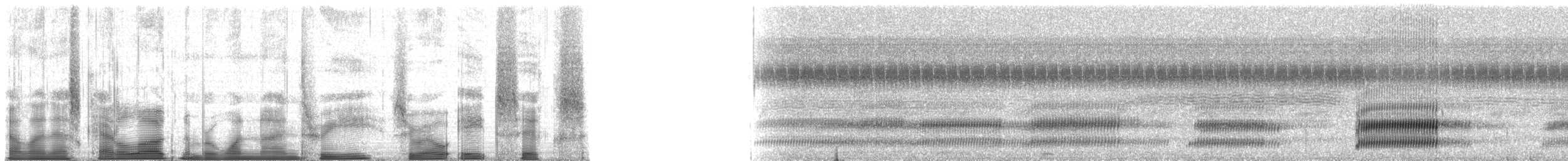 Cope's Gray Treefrog - ML193086