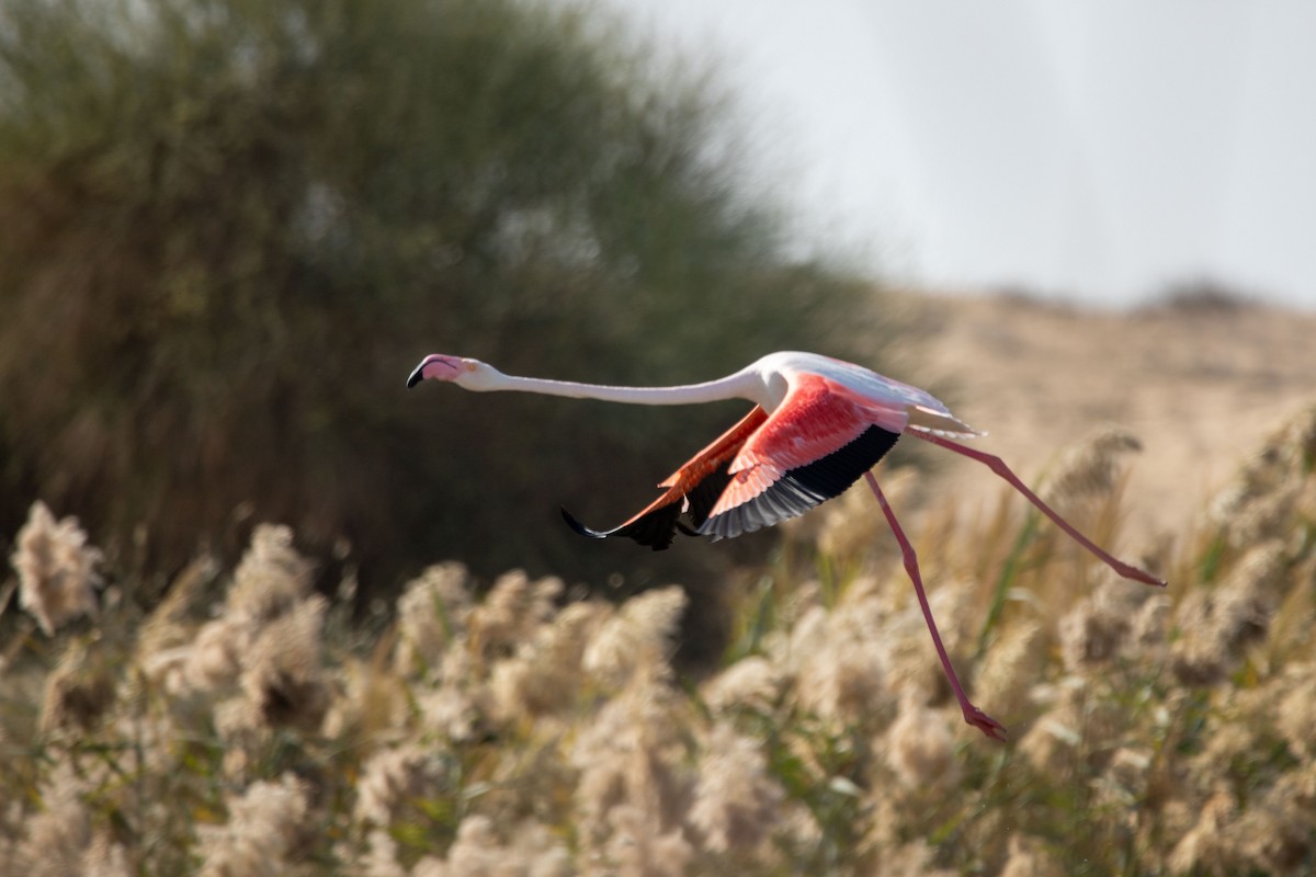 Greater Flamingo - ML193086121