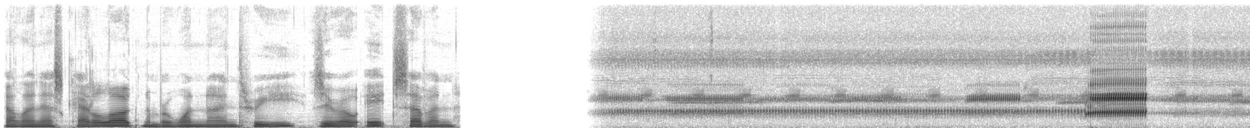 Cope's Gray Treefrog - ML193087