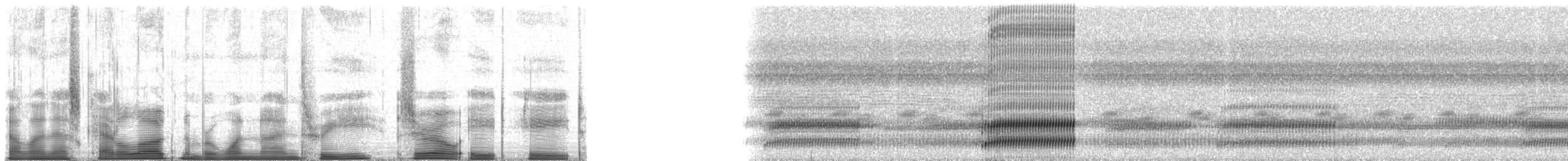 Cope's Gray Treefrog - ML193088