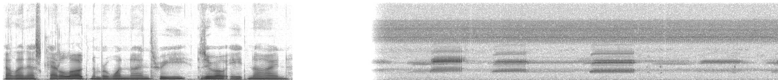 Cope's Gray Treefrog - ML193089