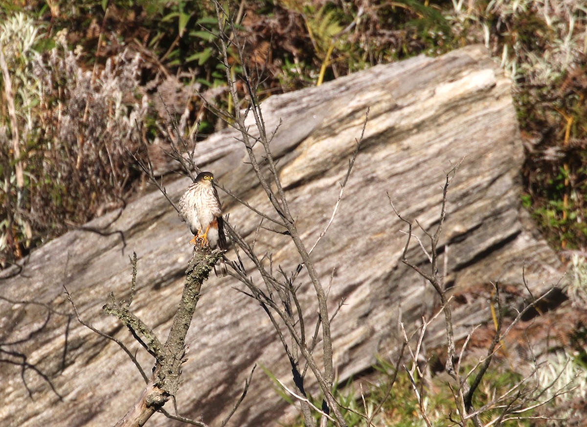 Sharp-shinned Hawk (Plain-breasted) - ML193089221