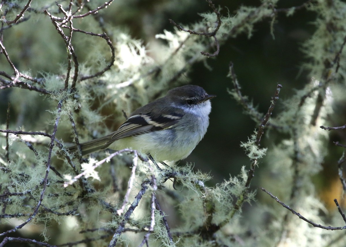 White-throated Tyrannulet - ML193089421