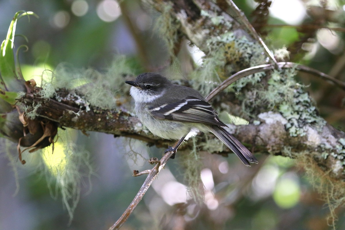 White-throated Tyrannulet - ML193089491