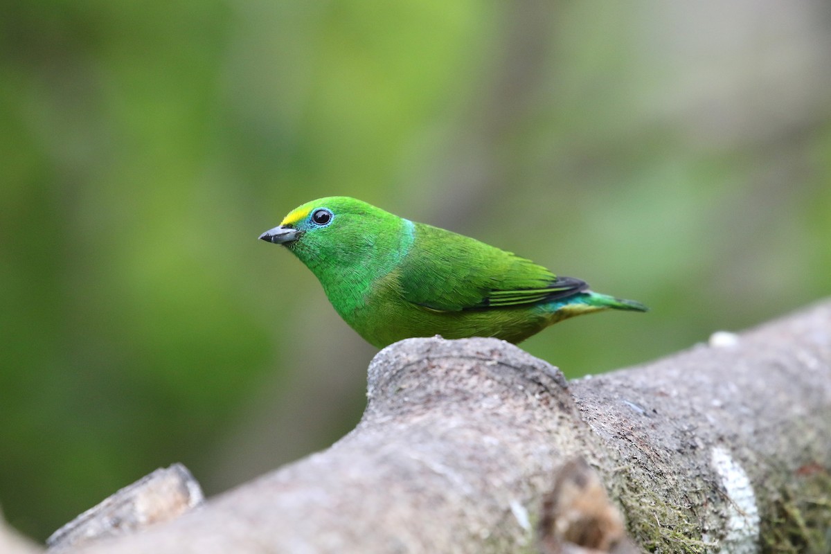 Blue-naped Chlorophonia - ML193089571