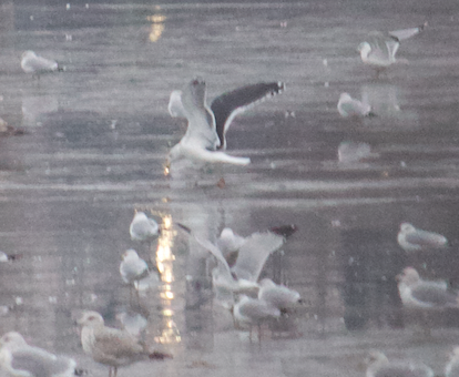 Great Black-backed Gull - Robert Irwin