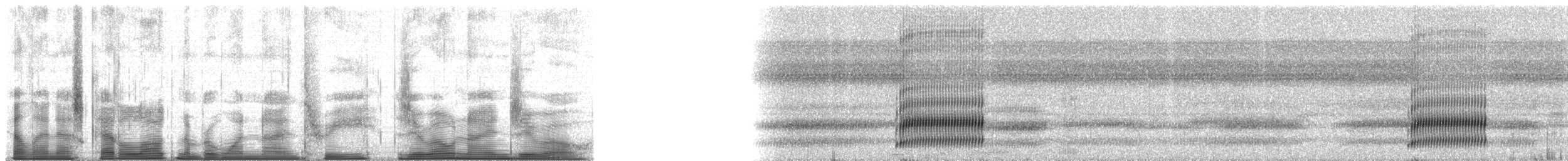 Cope's Gray Treefrog - ML193090