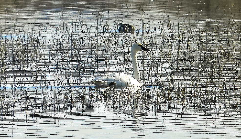 Tundra Swan - ML193090501