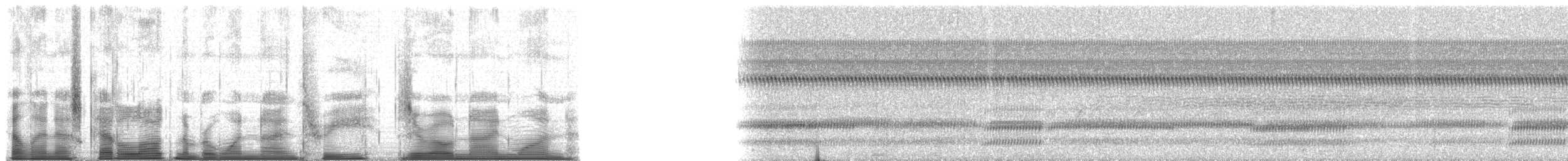 Cope's Gray Treefrog - ML193091