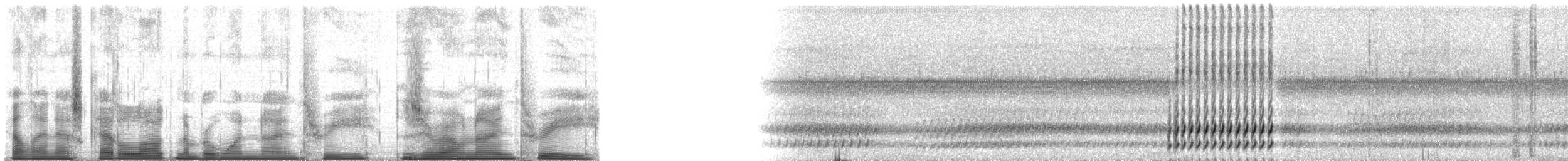 Gray Treefrog - ML193093