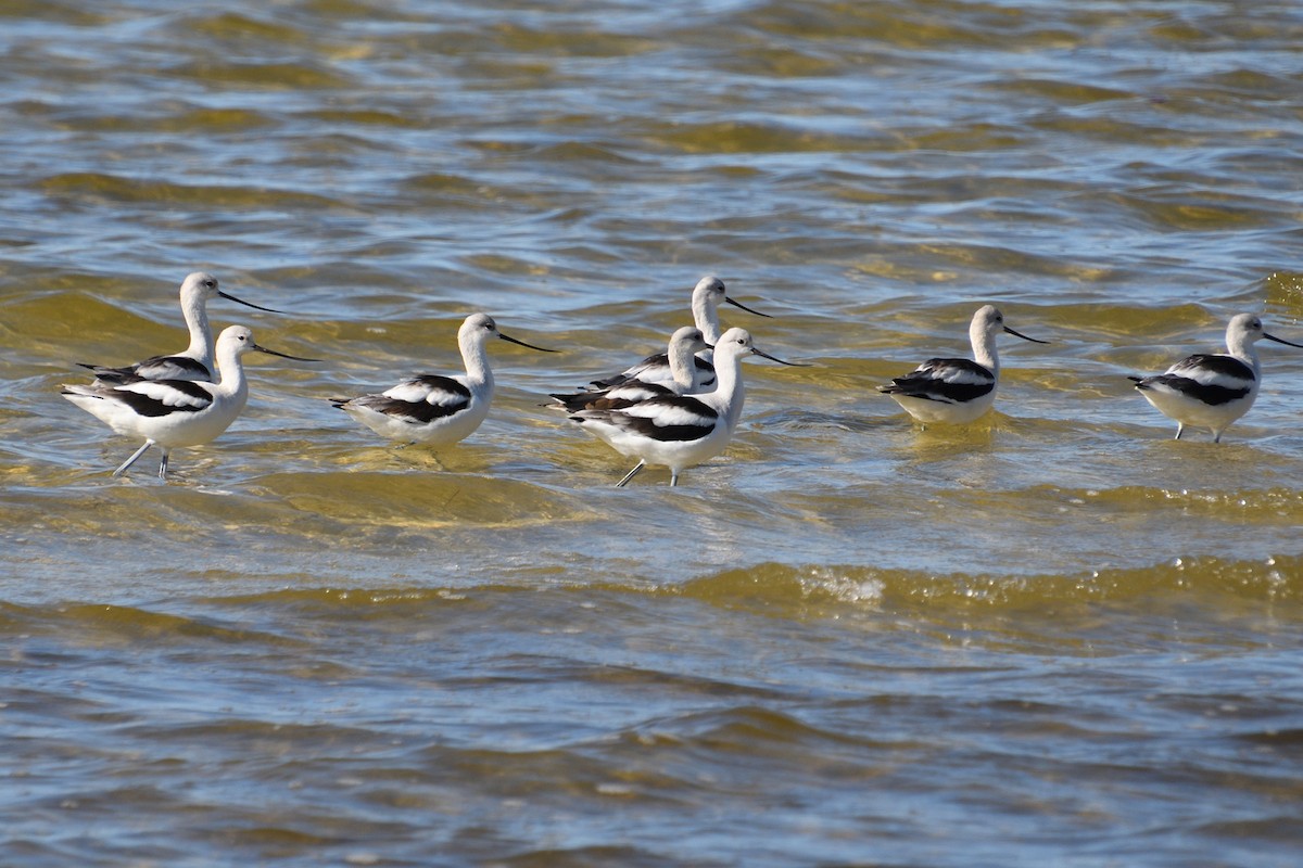 American Avocet - Michael Coppola