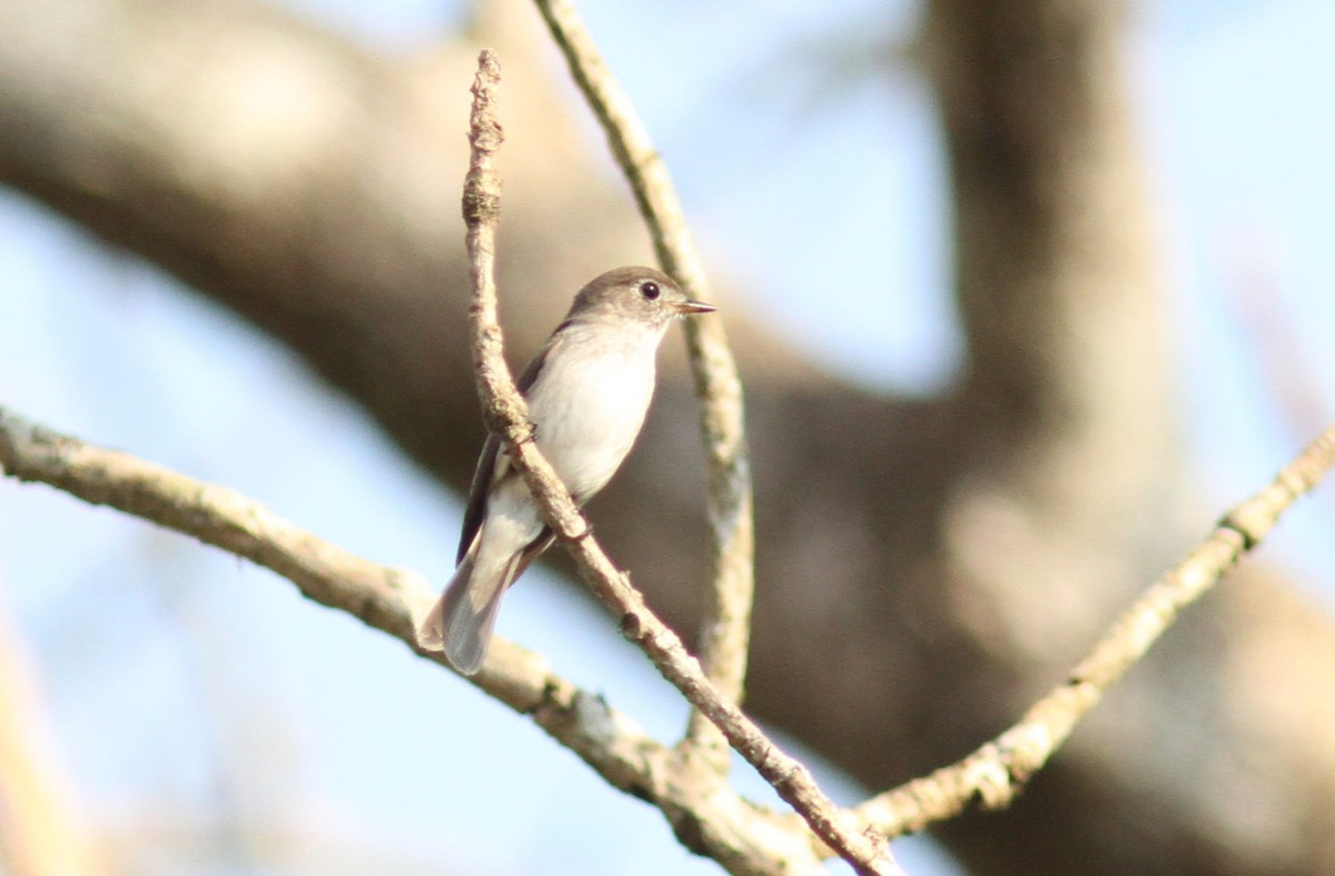 Asian Brown Flycatcher - ML193094871