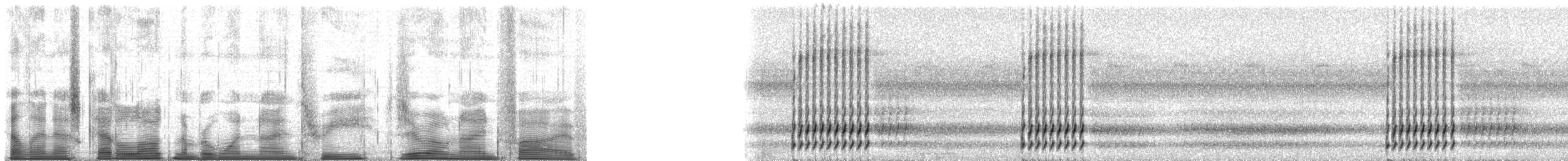 Gray Treefrog - ML193095