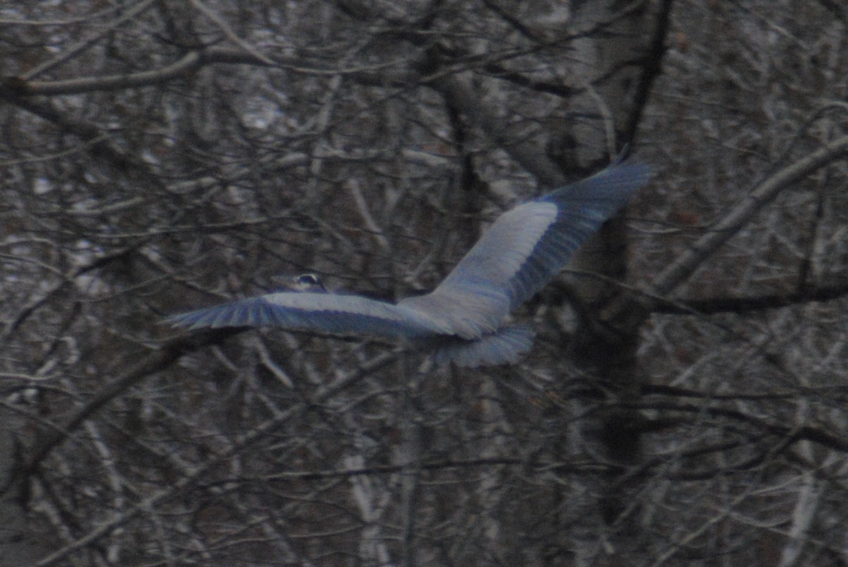 Great Blue Heron (Great Blue) - Sean Cozart