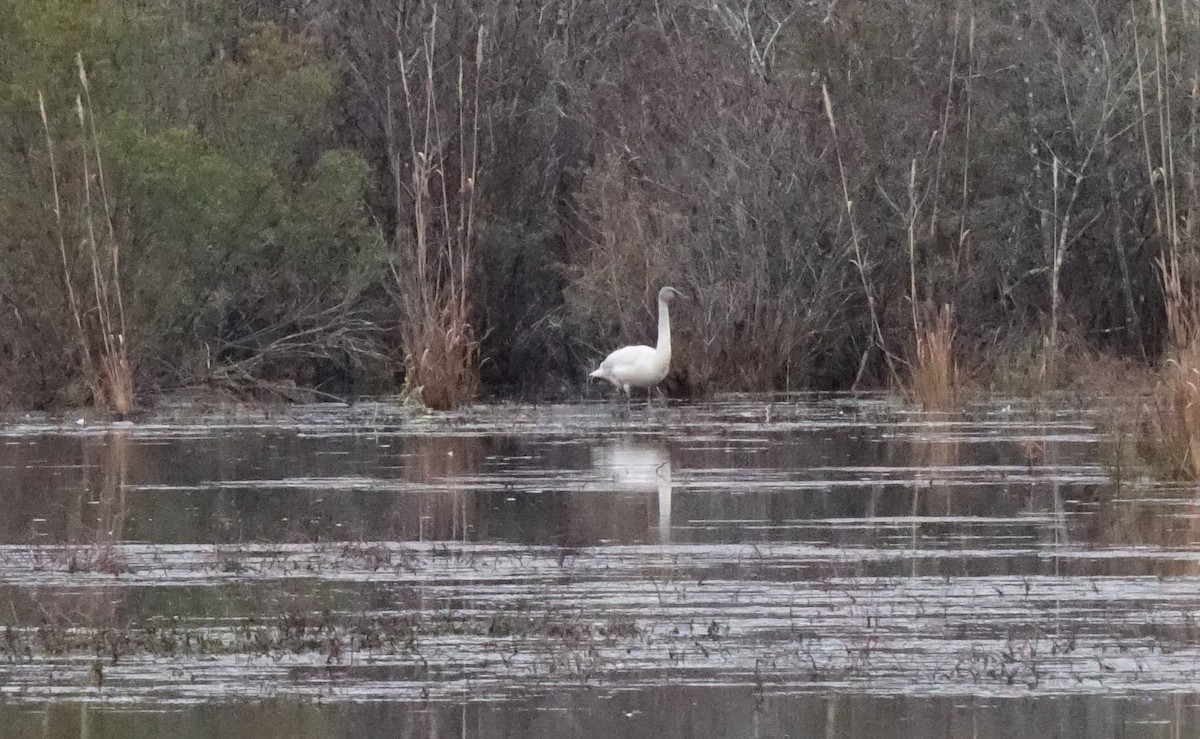 Tundra Swan - ML193096021