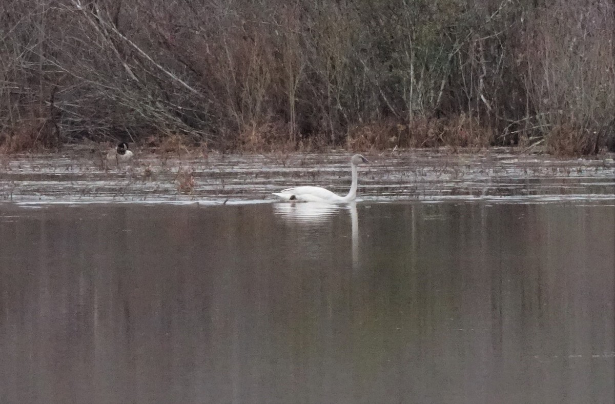 Cygne siffleur - ML193096031