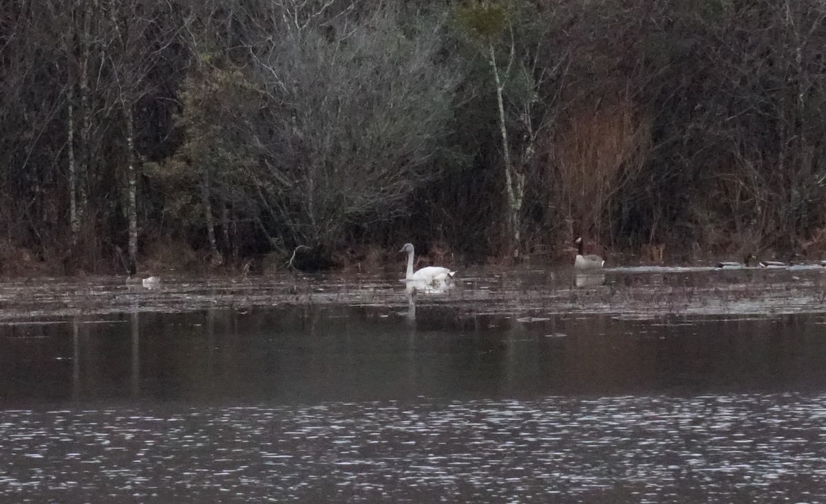 Tundra Swan - ML193096041