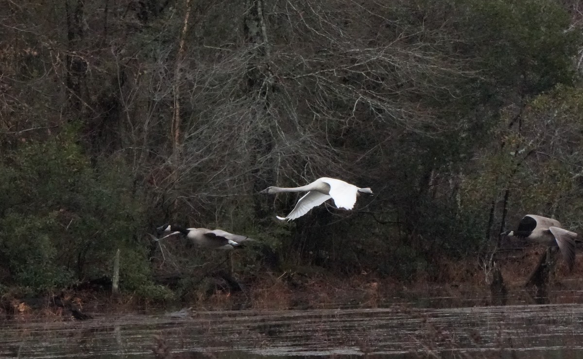 Cygne siffleur - ML193096051