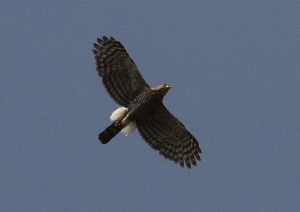 Crested Goshawk - ML193099281